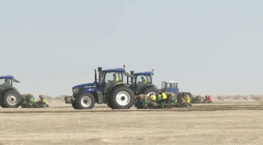 Қызылорда облысында «Арал орманы» резерваты құрылады