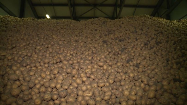 Үкімет алты айға дейін шетелге картоп сатуға шектеу қойды