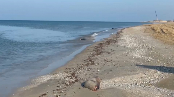 Каспий жағалауынан табылған итбалық өлекселері 700-ден асты