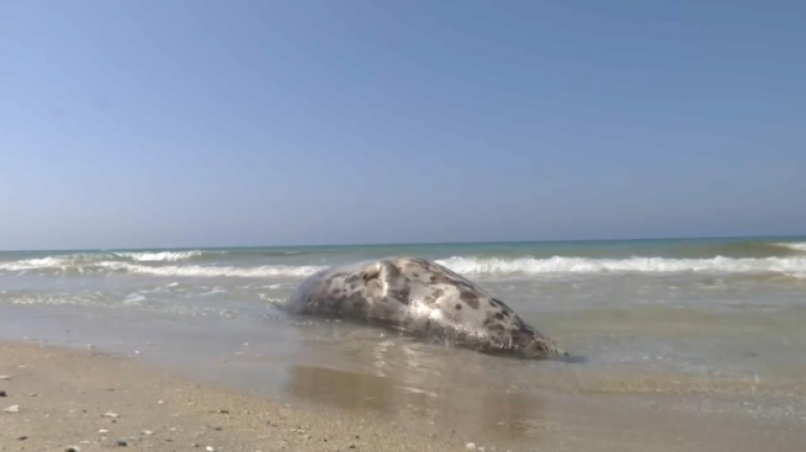 Почти 200 мертвых тюленей нашли на берегу Каспия