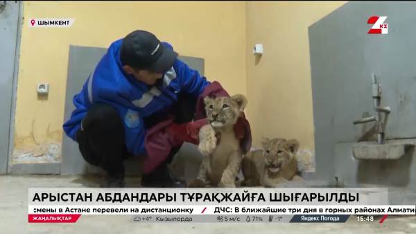 Шымкенттіктер арыстанның үш күшігіне есім қоя алады