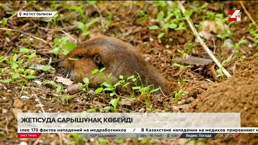 Жетісуда сарышұнақ көбейді