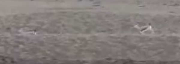 За незаконную охоту на краснокнижного джейрана суждены лесники в Жетісу