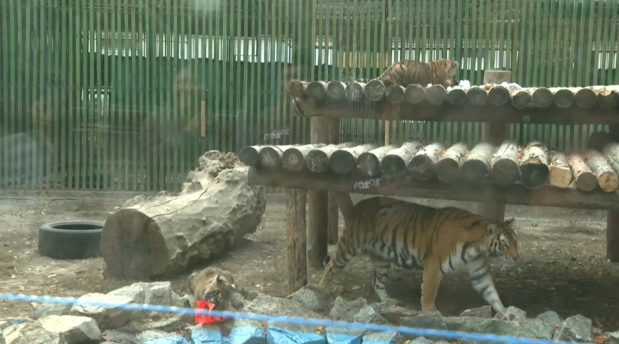 Алматыда зообақтағы күшіктер көпшілікке көрсетілді