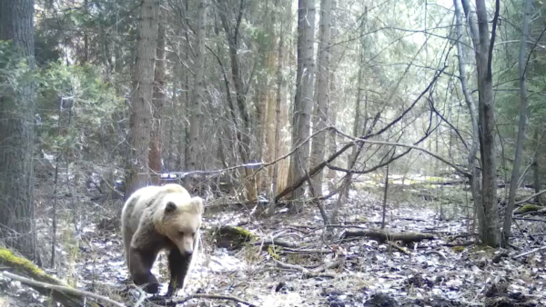 «Жоңғар Алатауы» ұлттық паркінде аң мен құс көбейді