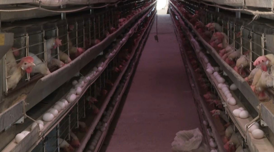 Улытау усиливает местное производство для сдерживания цен