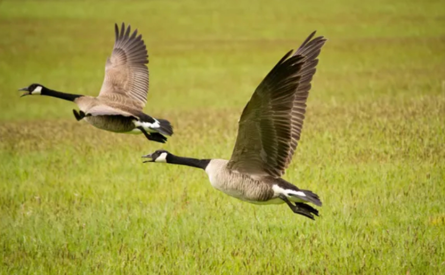Астанчанин отстрелял 33 диких гуся и попал под следствие