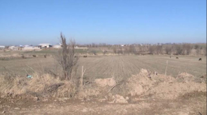 600 тыс. гектаров земли не хватает в Туркестанской области