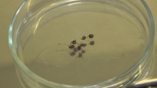 ШҚО-да кенелер ерте ояна бастады