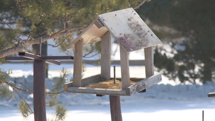 Аң-құсқа да қамқорлық қажет