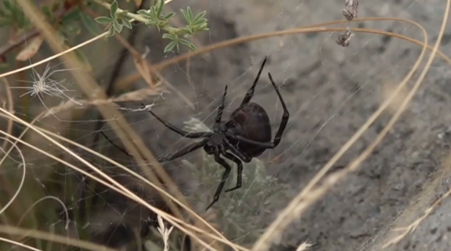 На озере Торайгыр вновь обнаружили каракуртов