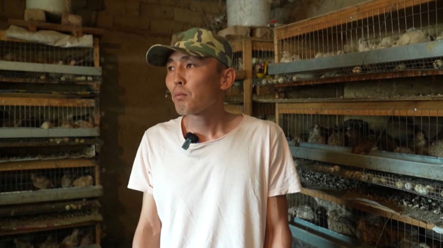 Разведение перепелов как бизнес: опыт жителя Байдибекского района