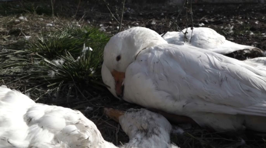 Массовый падёж домашней птицы зафиксирован в СКО