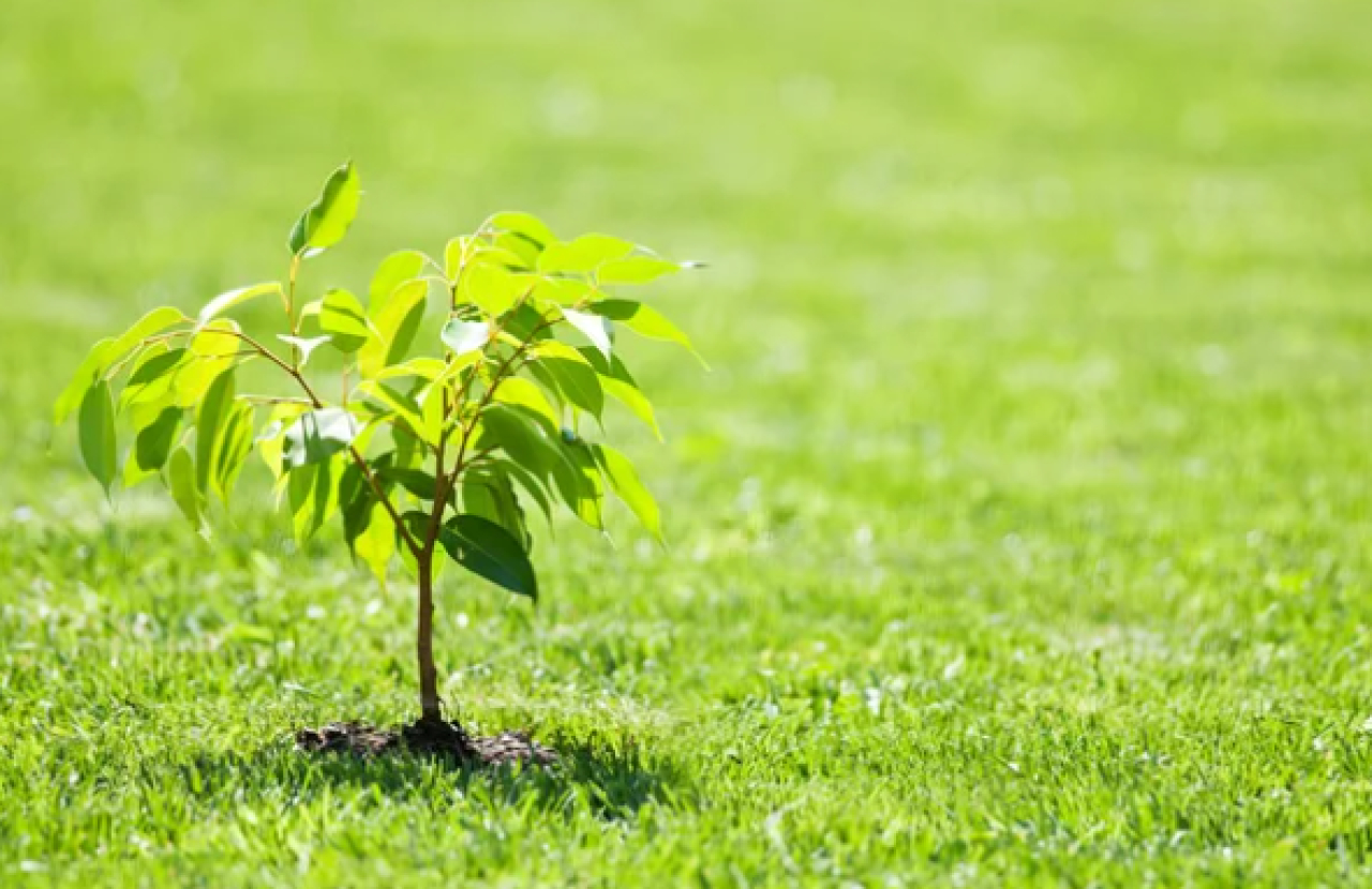 Республиканская акция «Семейное дерево» прошла по всей стране