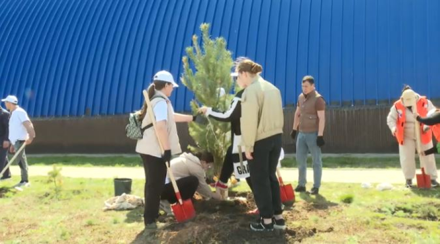 2,3 млн саженцев высадили с начала года в Акмолинской области