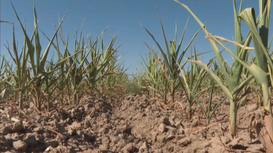 Шілде айында құрғақшылық күшейеді