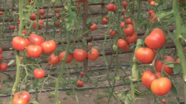 Придомовые теплицы набирают популярность в Туркестанской области