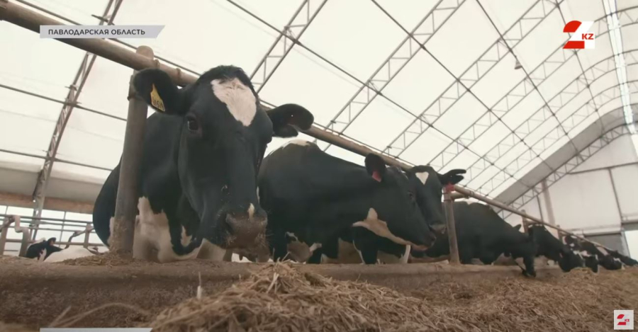 150 миллионов операций в год: кто стоит за ветеринарией страны?