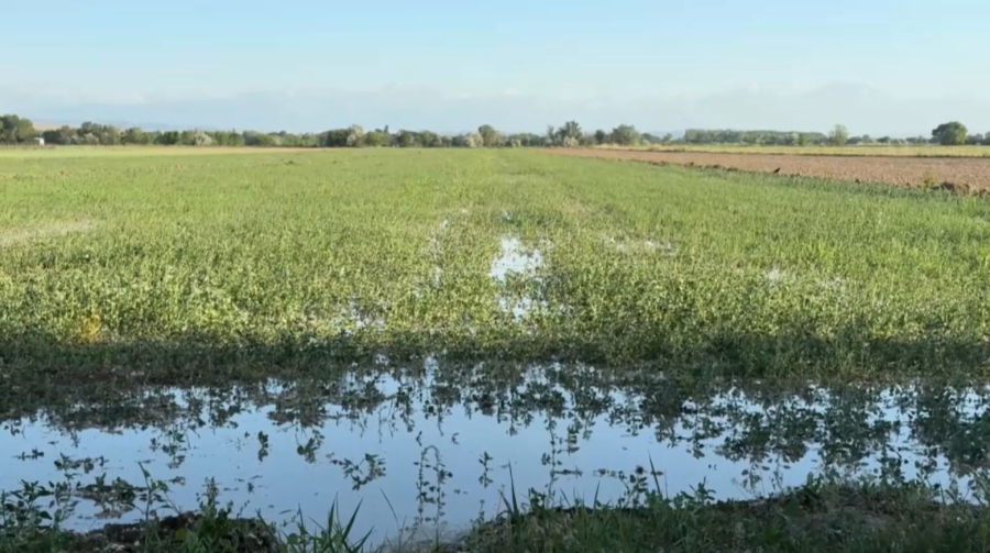 Из-за жары поливной сезон в Жамбылской области начался раньше