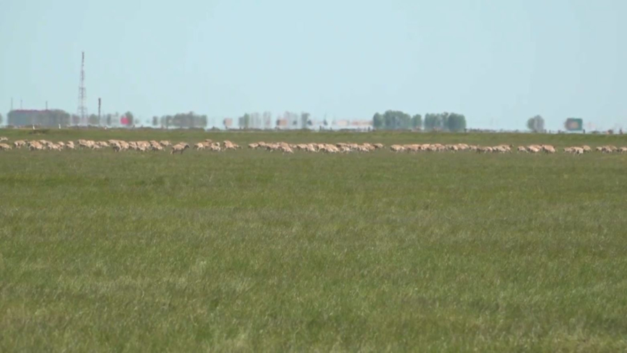 Қазақстанда киік басын реттеу жұмыстары басталады