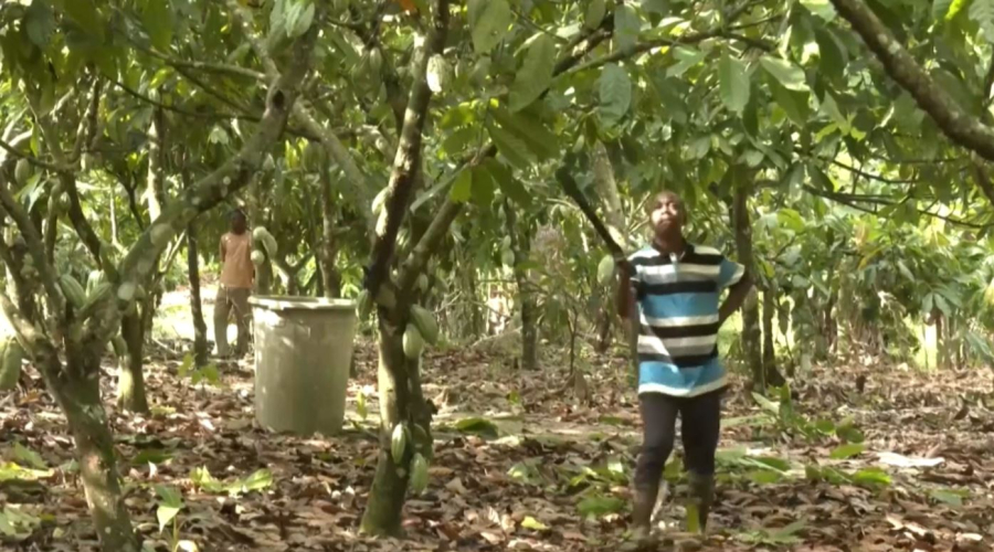 Әлемде қант қымбаттады