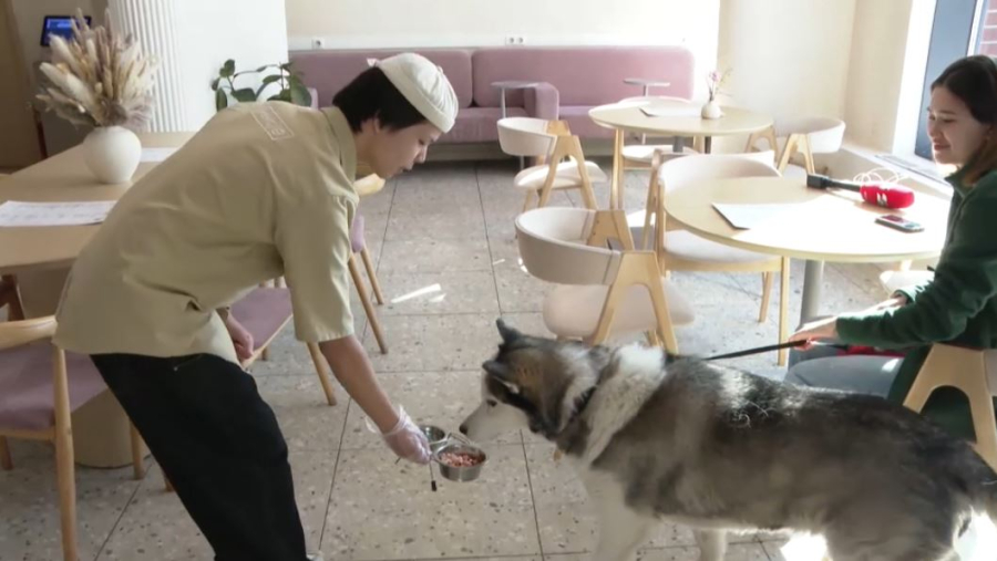 Кафе формата Pet-Friendly открываются в Астане
