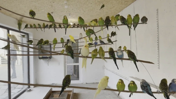 В Грузии появилась первая ферма по разведению попугаев