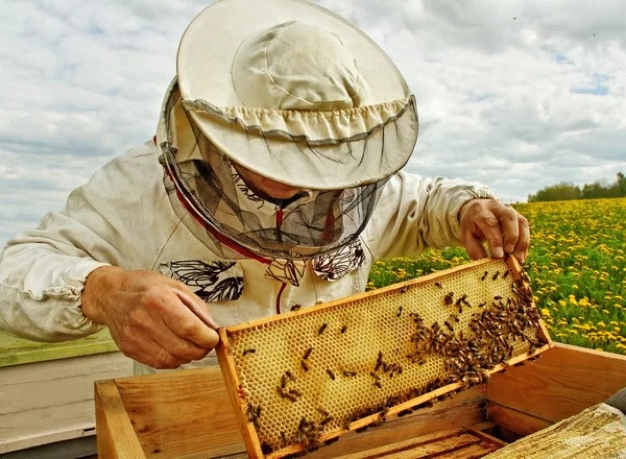 Қазақстанда әр омартаға ветеринариялық паспорт рәсімдеу міндеттеледі