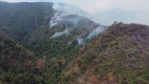 Рекордное количество лесных пожаров зафиксировано в Венесуэле