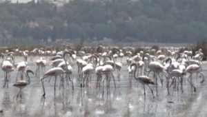 Изменение климата угрожает популяции фламинго