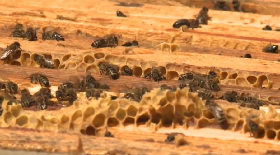 Казахстанский мёд появится на полках Венгрии