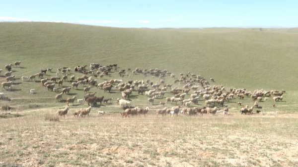 Мал ұрлығына жаңа технология толық тосқауыл емес