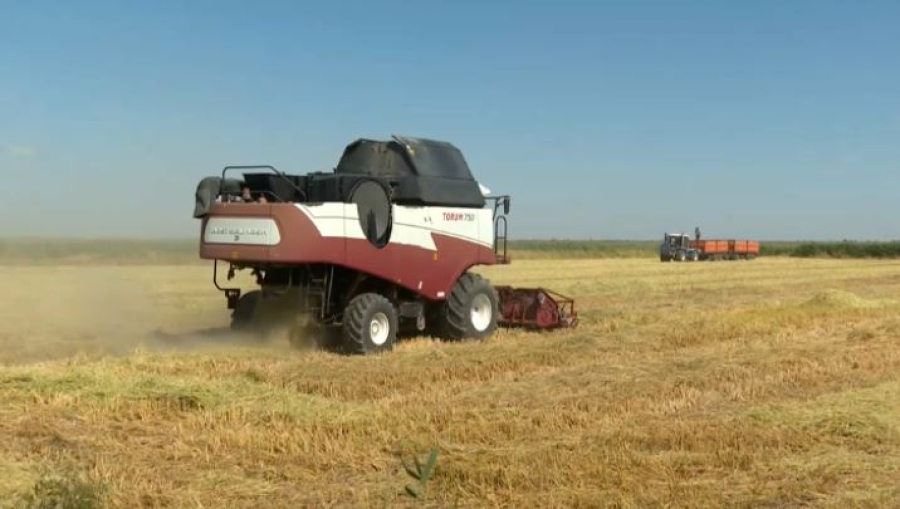 Қызылорда облысында күріштің 37% жиналды