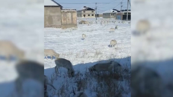 Жезқазғанда киіктер еркін жайылып жүр