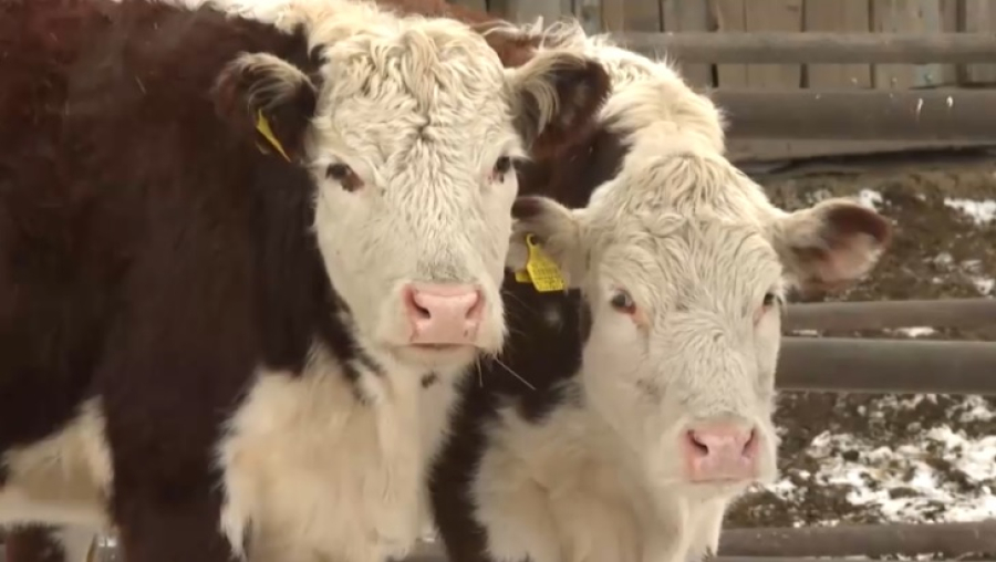 50 тысяч голов КРС насчитывается в Акмолинской области