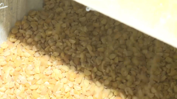 Переработку сельхозпродукции увеличивают в Костанайской области