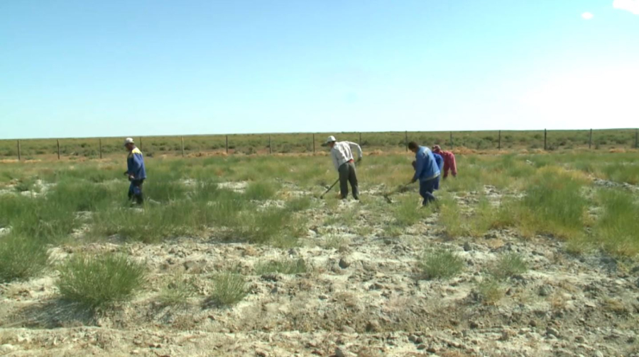 Қызылорда облысында 33 гектар тұқымбақ егілді