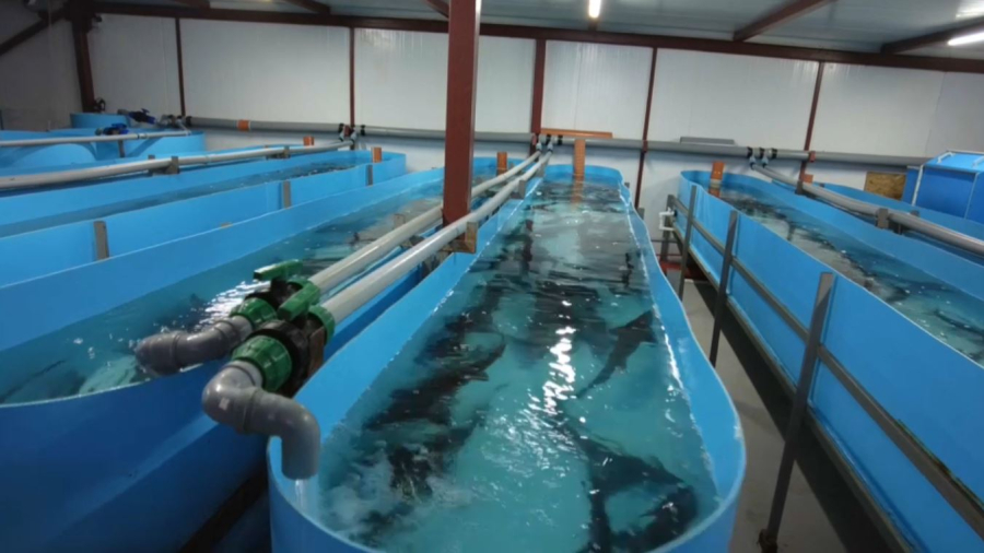 Балық өсіруге қолдау көрсетіледі