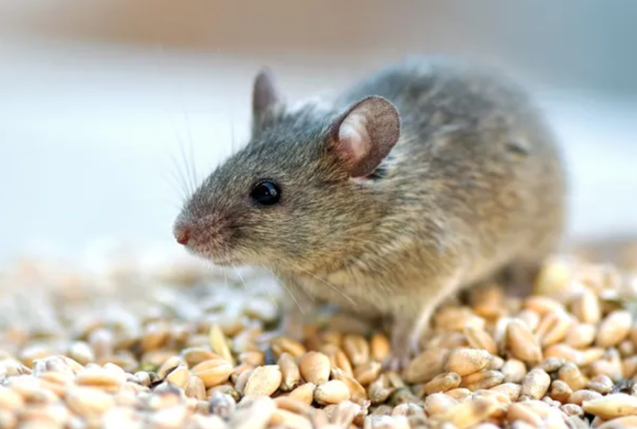 Аналог горного воздуха замедлил развитие болезни Паркинсона у мышей