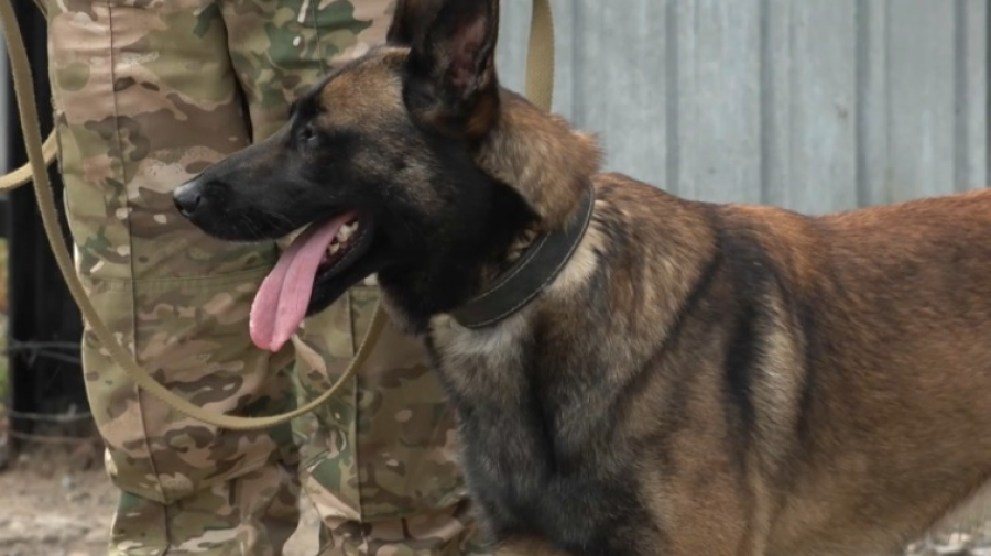 Военные ЗКО выбирают лучшего служебного пса