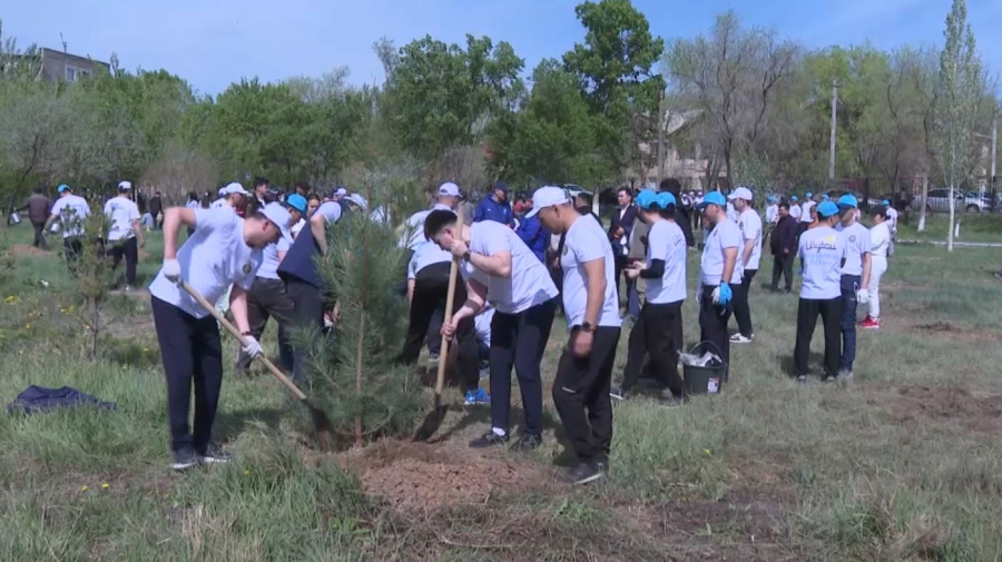 Жезқазғанда құқық қорғаушылар 1200 көшет екті