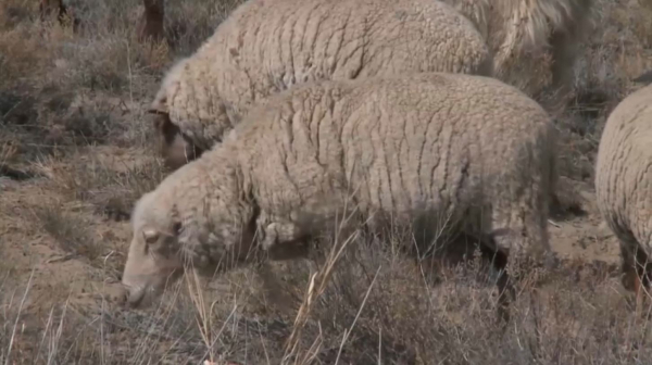 Қазақстанда 20 миллион қой бар