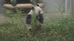 Гигантская панда из Японии отправляется в Китай