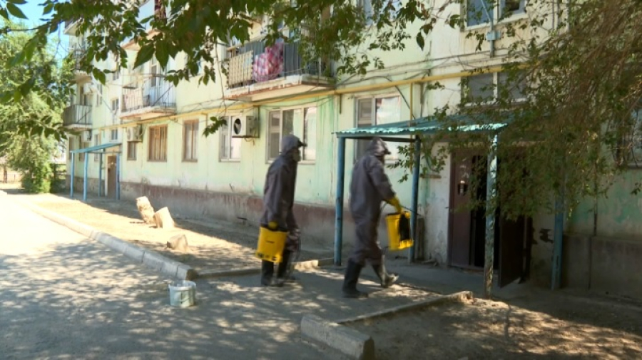 Клопы и блохи атакуют квартиры кызылординцев