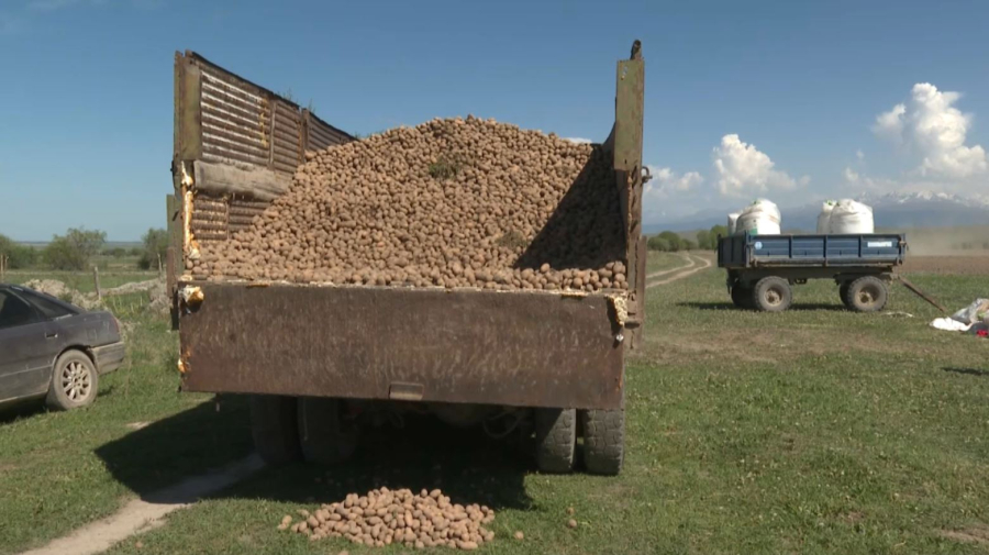 Алматы облысының шаруалары картоптың элиталық сортын егіп жатыр
