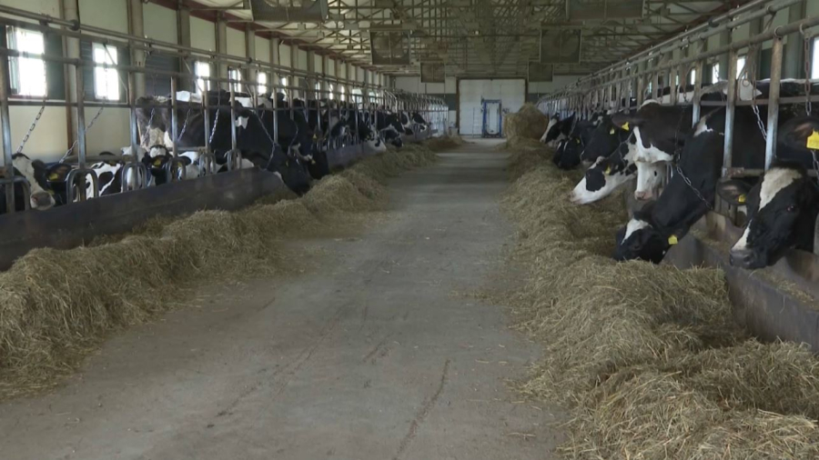 Две молочно-товарные фермы строят в Атбасаре и Зеренде