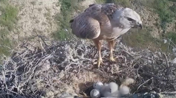 Маңғыстау облысында сирек кездесетін жыртқыш құс фототұзаққа түсті