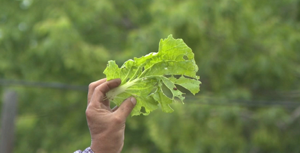 Семейліктер қаптаған қызыл қоңызбен қалай күресерін білмей әлек