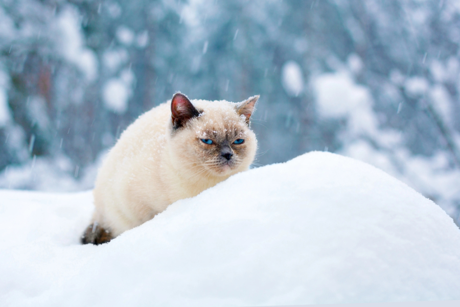Штормовое предупреждение объявили на большей части Казахстана