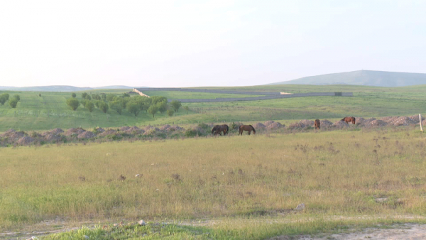 Пустующие пастбища возвращают в госсобственность в Туркестанской области
